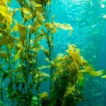 Як розмножуються водорості: механізми, цикли і практичні нюанси