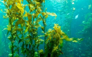 Як розмножуються водорості: механізми, цикли і практичні нюанси
